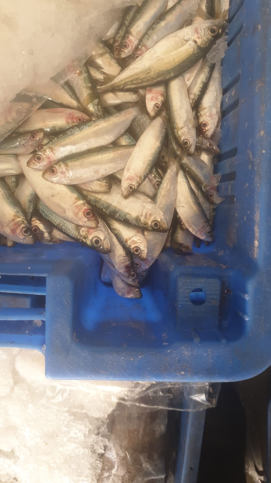 WhatsApp Image 2020-01-30 at 10.31.02 AM (2).jpeg.jpeg